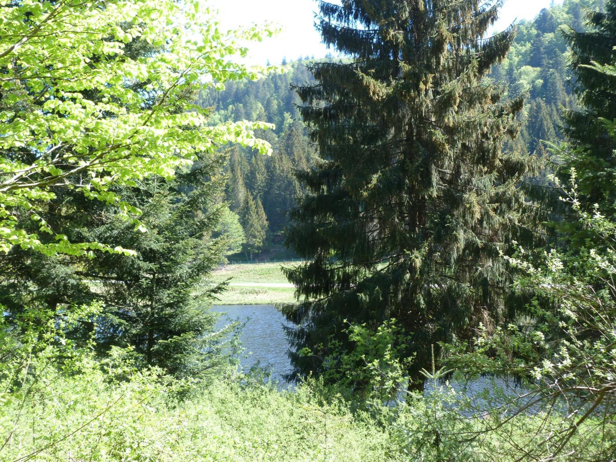 Domaine Des Hauts Viaux La Bresse Exterior foto